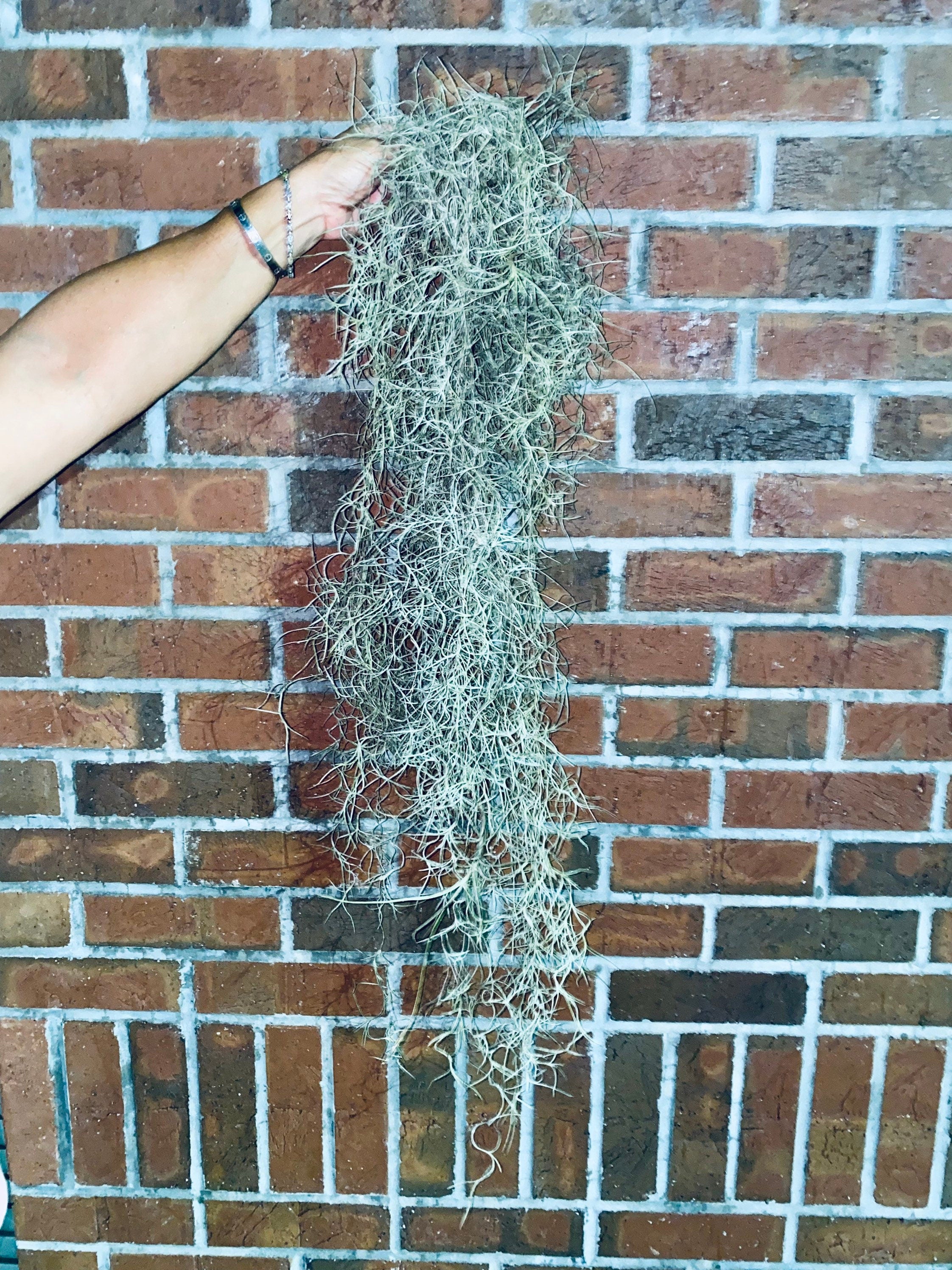 Spanish Moss Air Plants - 1 Yard Length
