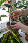 Vintage Silver & Glass Plant Mister - Trigger Spray for Plants