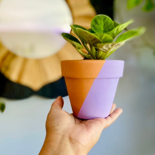 Unique Hand Painted Terracotta Pot for Plants - Pick Your Colors