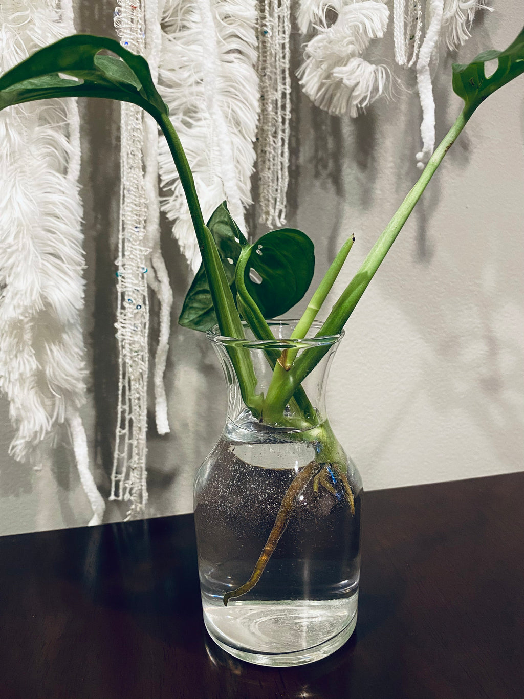 Beautiful Mini Monstera Cuttings - Rhaphidophora Tetrasperma