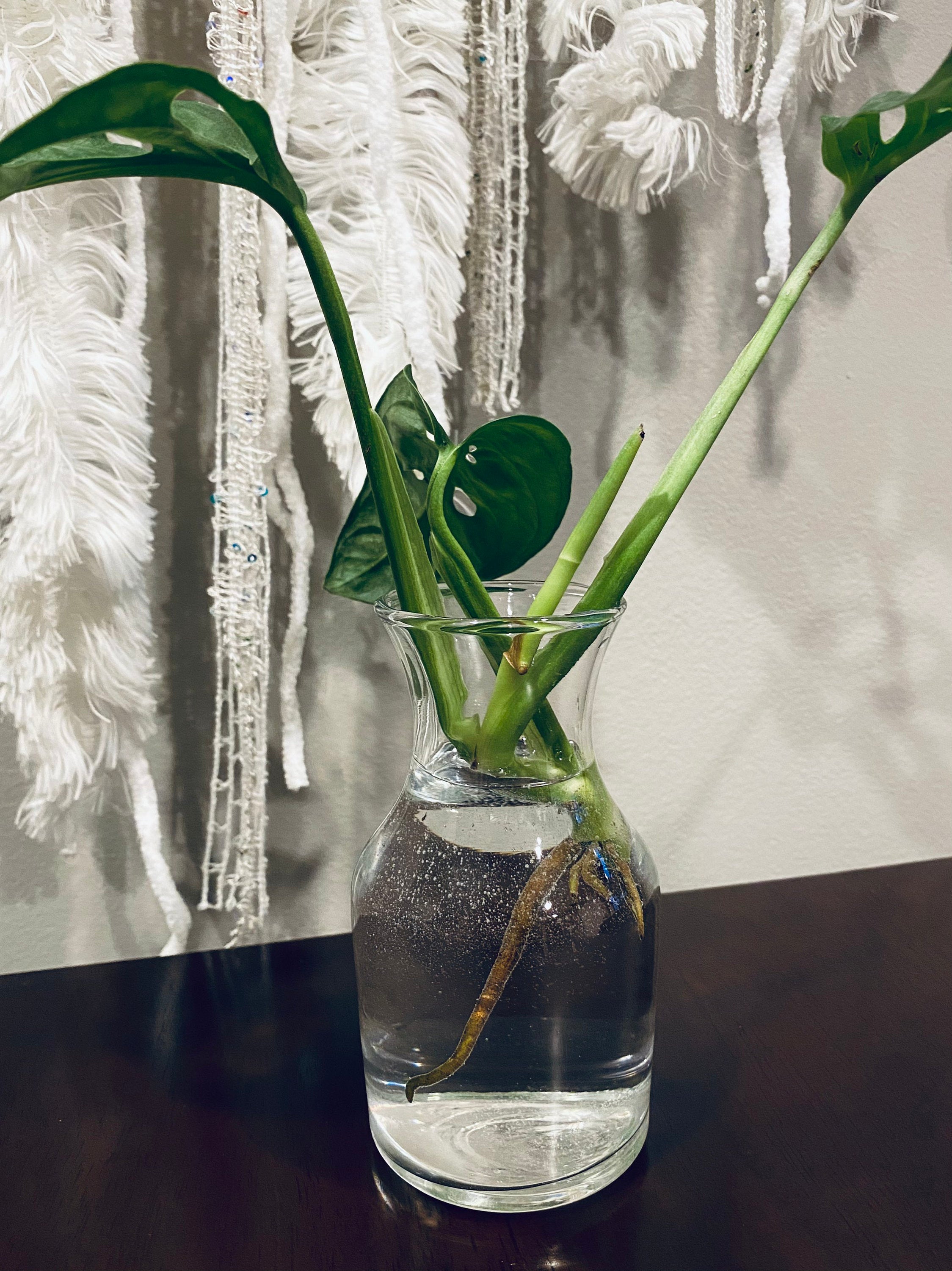 Beautiful Mini Monstera Cuttings - Rhaphidophora Tetrasperma