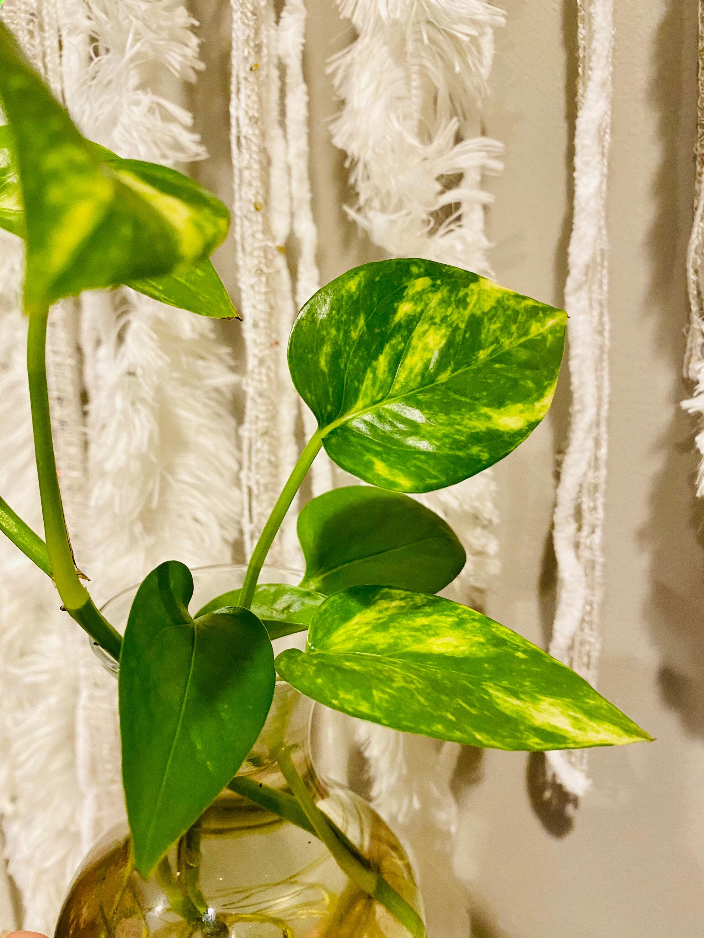 Iconic Golden Pothos