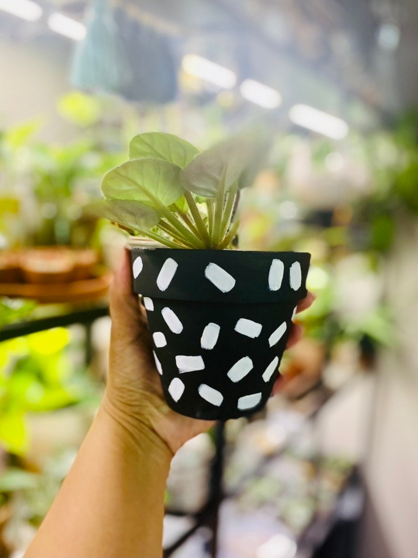 Unique Hand Painted Terracotta Pot for Plants - Pick Your Colors