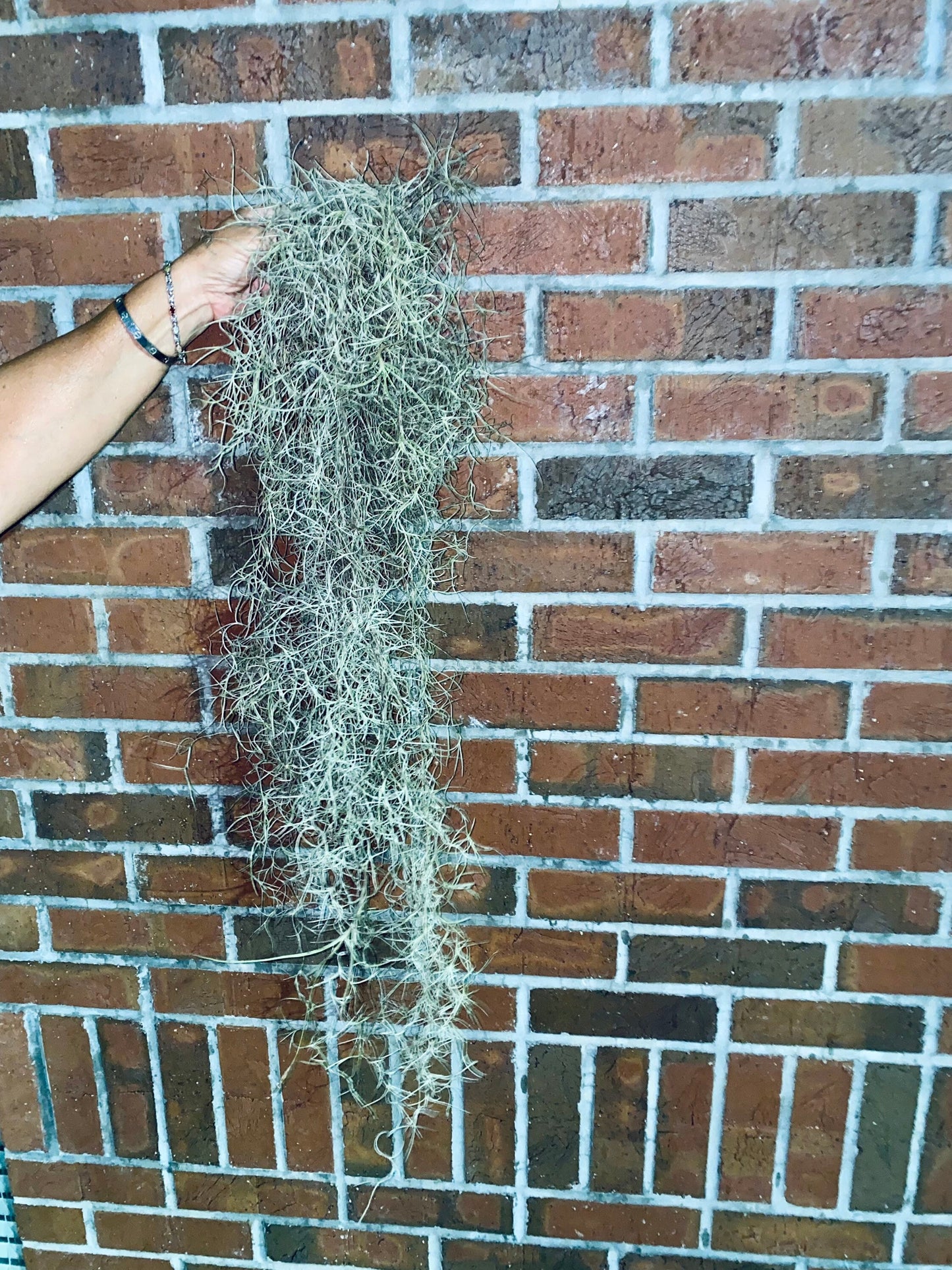 Spanish Moss Air Plants - 1 Yard Length
