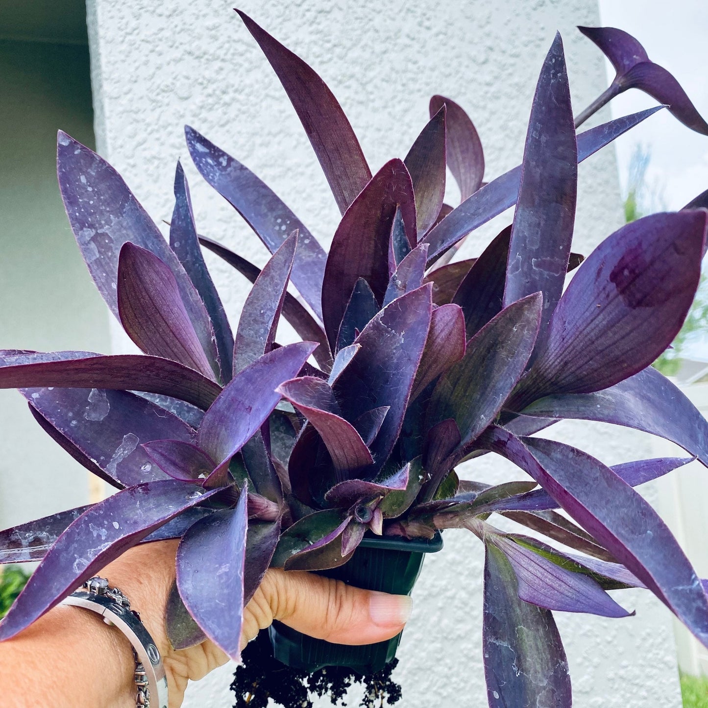 Mystery Cutting Edition - 2, 4, or 6 Cuttings Box