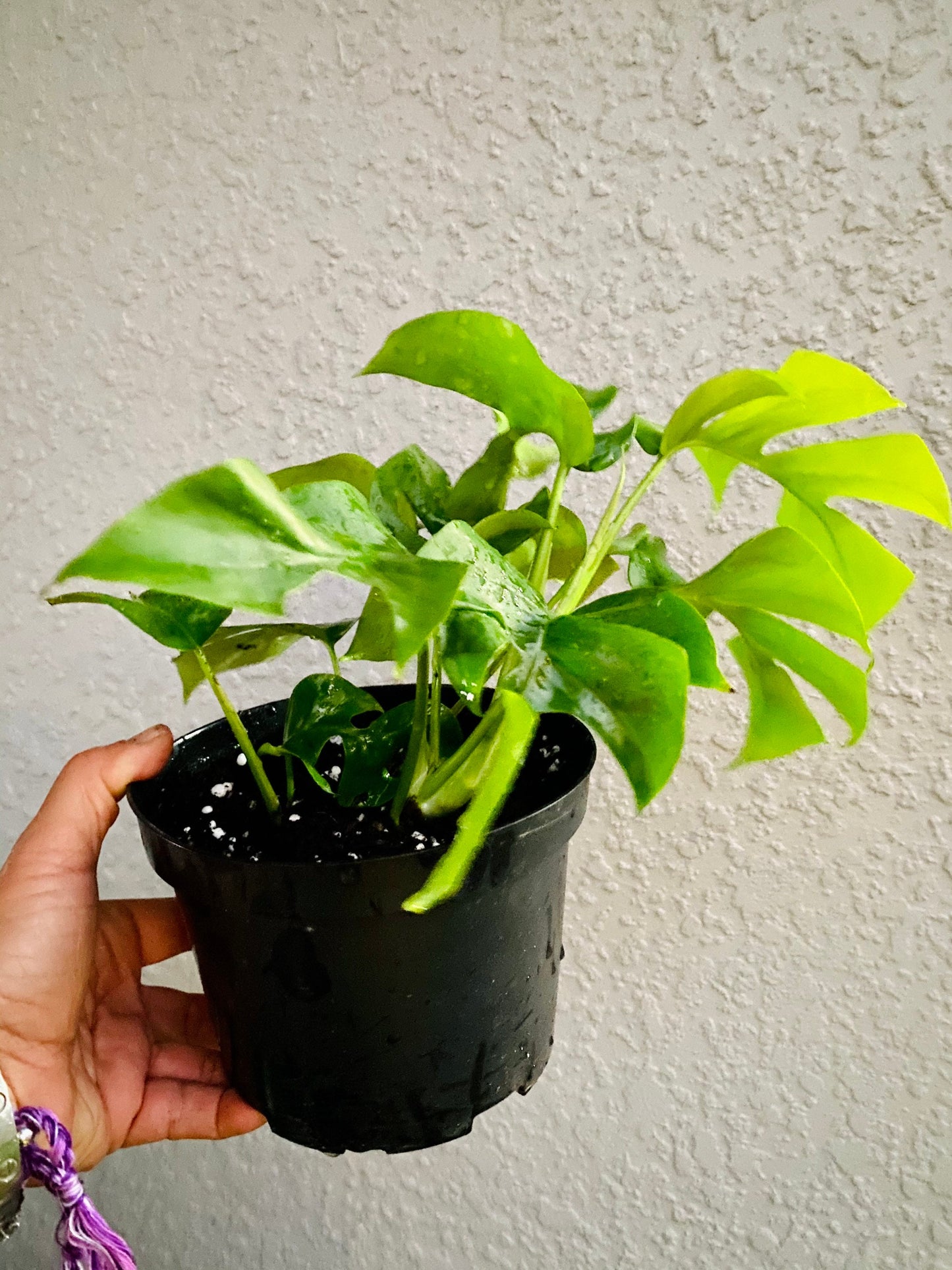 Beautiful Mini Monstera Cuttings - Rhaphidophora Tetrasperma