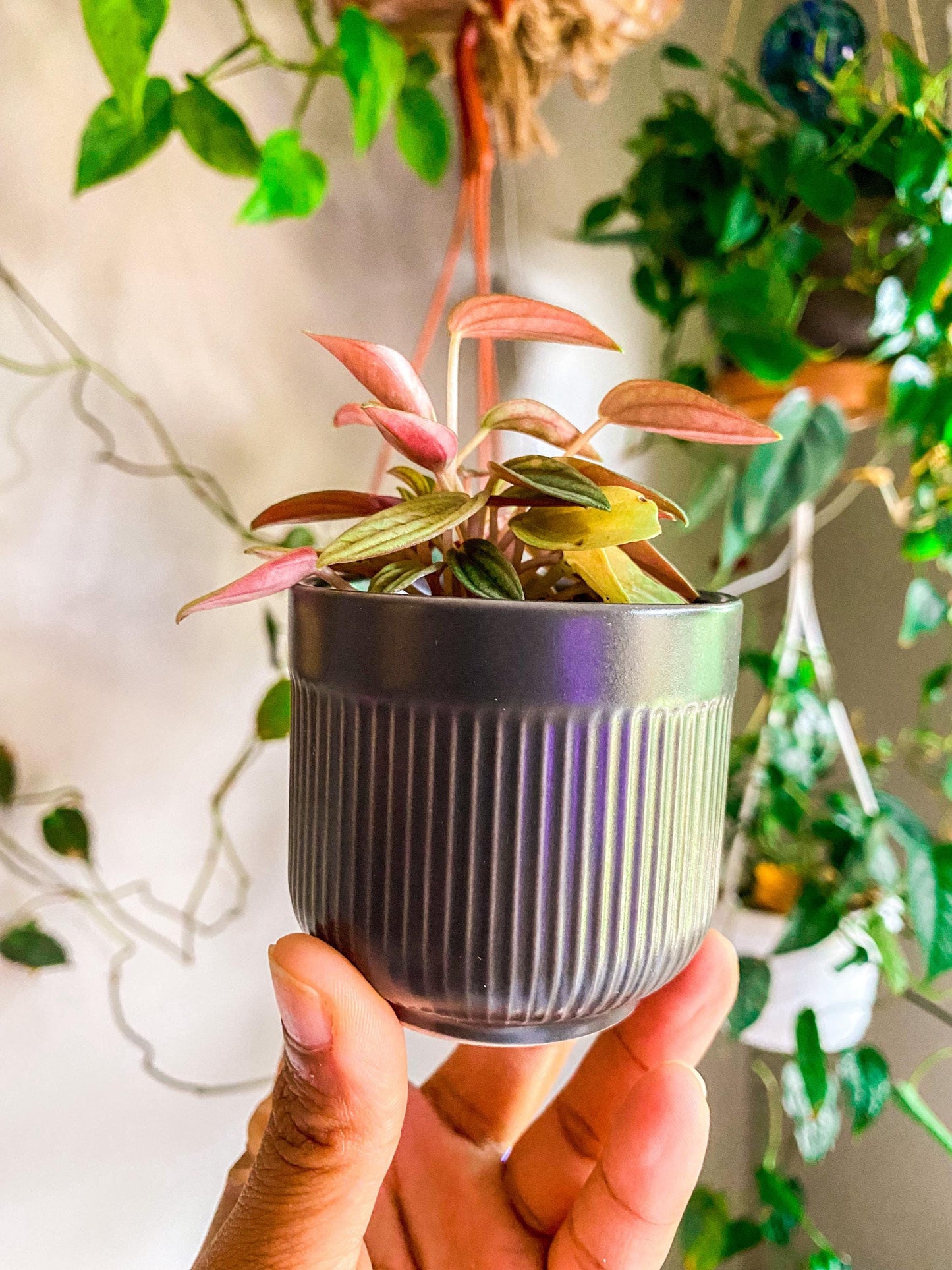 Ribbed Gray Ceramic Pot - 2 Inch